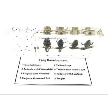 Amazingbug Frog Lifecycle Paperweight for Science Education