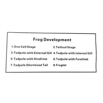 Amazingbug Lifecycle of a Frog Development Paperweight Science Classroom Specimens for Science Education