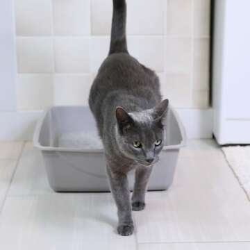 Petmate Open Cat Litter Box; Large Nonstick Litter Pan Durable Standard Box, Grey Great for Small & ...