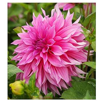 Cafe Au Lait Rose Dahlia - Large Bare Root Tuber for Vibrant Blooms