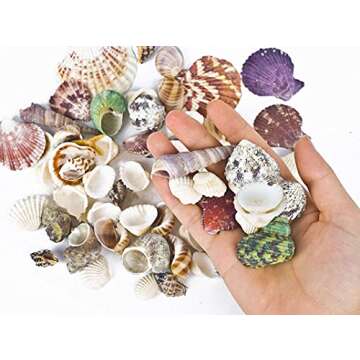 80~85pcs Sea Shells Mixed Beach Seashells for Beach Theme Party Wedding Decorations DIY Crafts Candl...