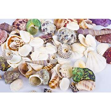 80~85pcs Sea Shells Mixed Beach Seashells for Beach Theme Party Wedding Decorations DIY Crafts Candle Making Fish Tank Vase Fillers Home Decorations Supplies