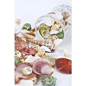 Mixed Beach Seashells for Crafts and Decor - 80-85pcs