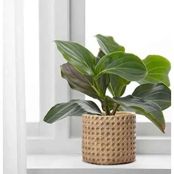 SAROSORA Ceramic Flower Pots Cement Succulent Planter 5.7" with Drainage Hole Weave Pattern for Indoor Outdoor Home Garden Decoration (1, 5.7'')