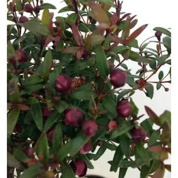 Biblical Myrtle Herb Plant - Aromatic Topiary - 4.5" Pot