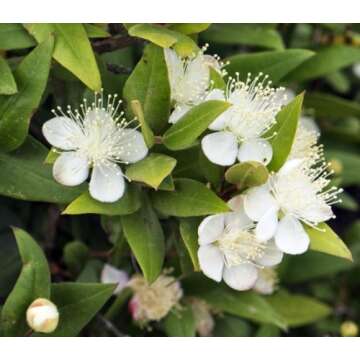 Biblical Myrtle Herb Plant - Aromatic Topiary - 4.5" Pot