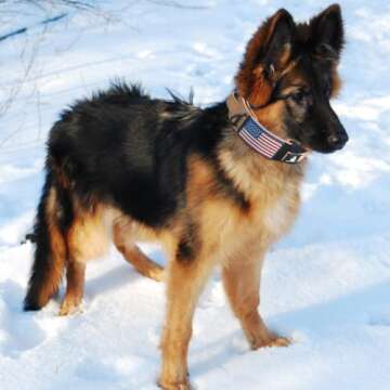 Tactical Dog Collar with Handle - 2 Inch Wide Dog Collars for Large Dogs Reflective Heavy Duty Dog Collar Metal Buckle Name Plate Dog Collar Military Style for Medium to Large Dog Collar