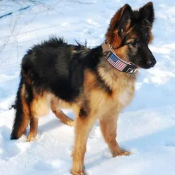 Durable Tactical Dog Collar with Personalization for Large Dogs