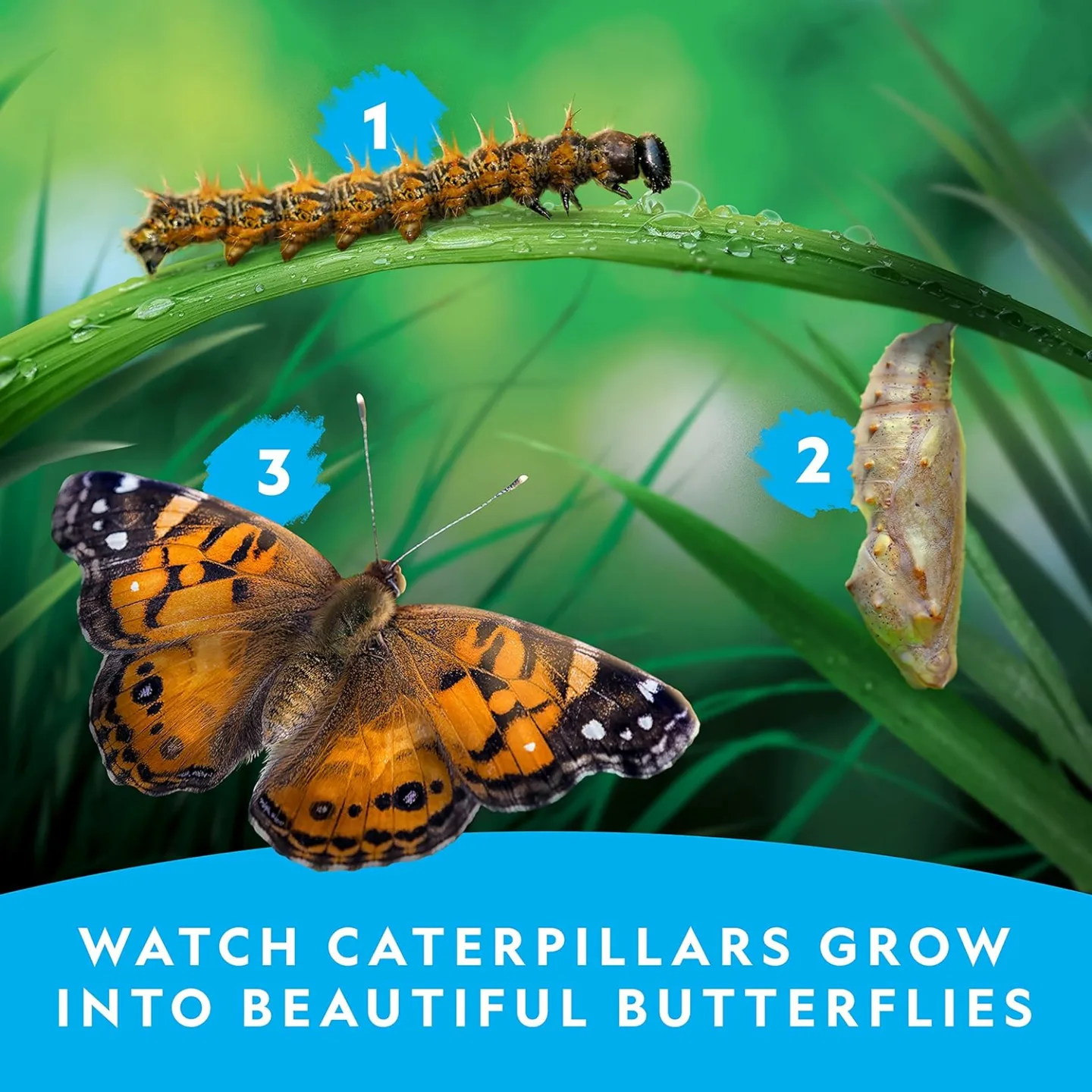 Nat Geo Caterpillar Kit: Grow Your Own Butterflies