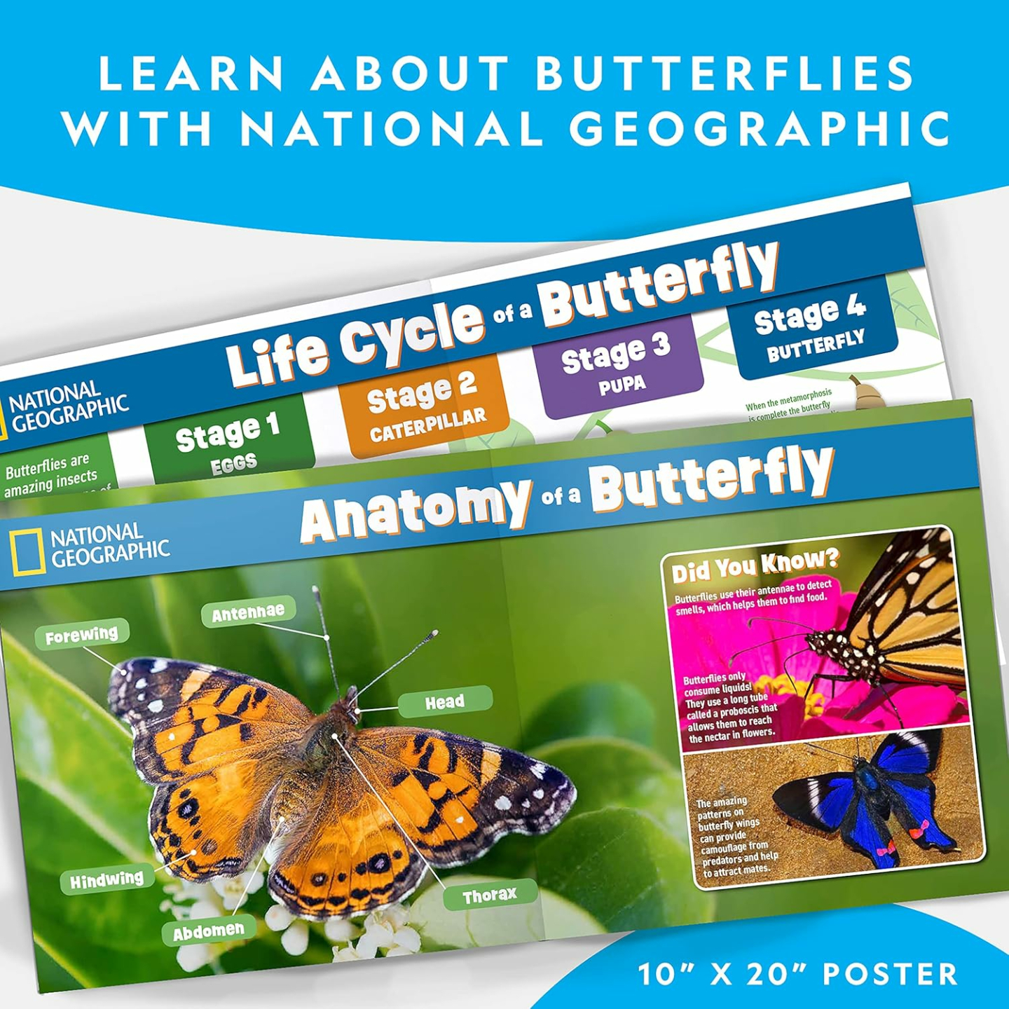 Nat Geo Caterpillar Kit: Grow Your Own Butterflies