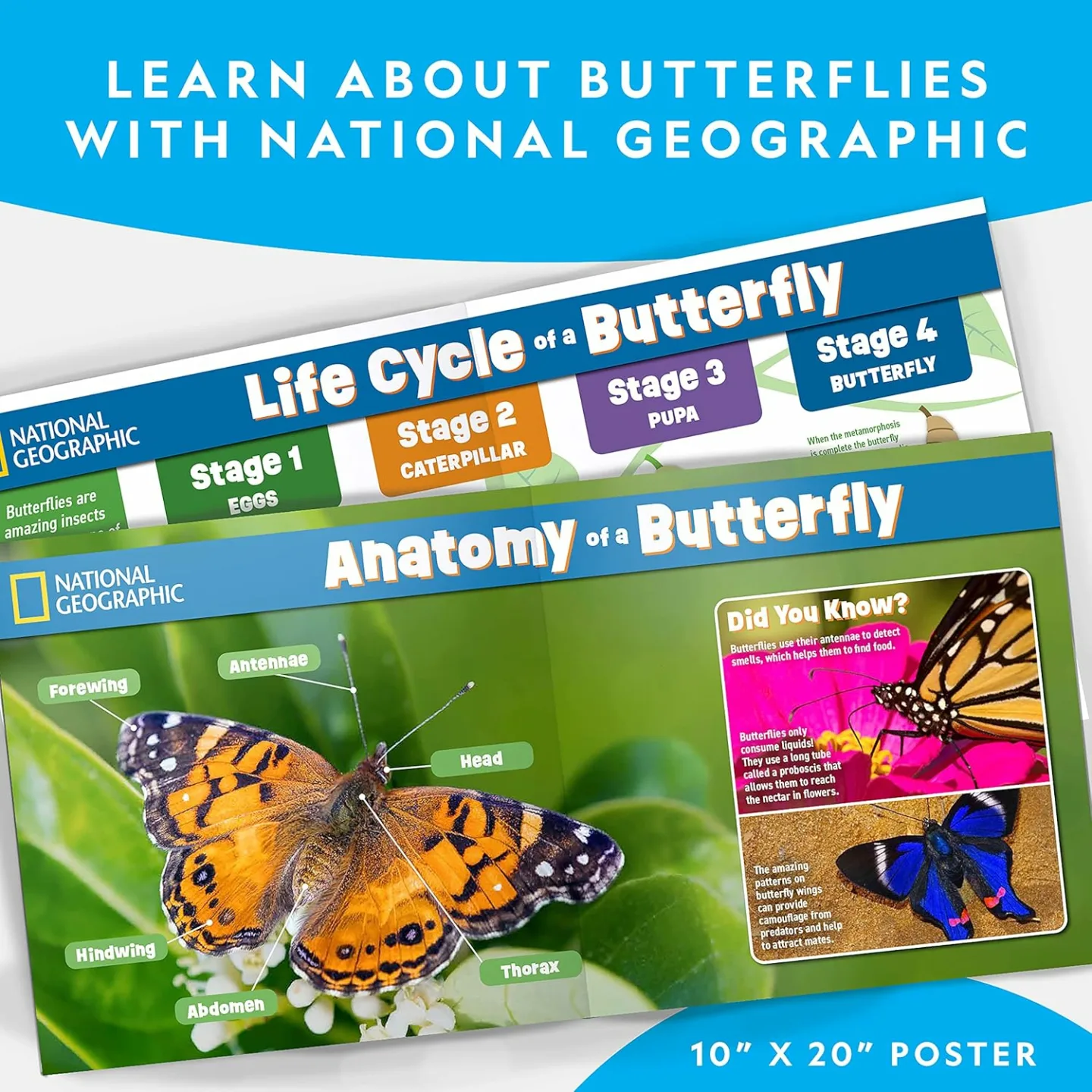Nat Geo Caterpillar Kit: Grow Your Own Butterflies