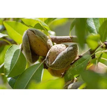 Food to Live Organic Almond Flour, Non-GMO, Gluten-Free