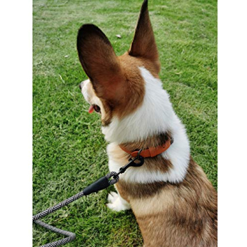 MayPaw Nylon Rope Leash with Padded Handle for Dogs