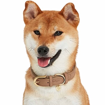 Blueberry Pet Leather Adjustable Dog Collar - Small, Beige, Stylish