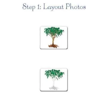 Engaging Parts of the Horse 3-Part Photo Cards