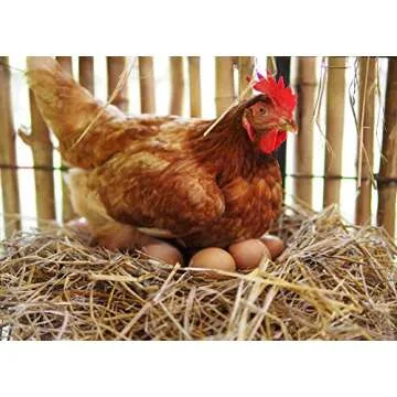 FAMILY FARM AND FEED | Oyster Shell | Small Pet | Young and Adult | Granular | 4 Pounds