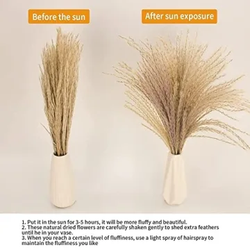 Natural Dried Pampas Grass Decor for Weddings and Home