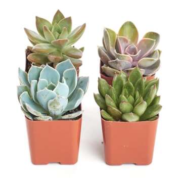 Shop Succulents Rosette Succulent Plant Pack - Live Mini Succulents, Low Maintenance Floral Mix of C...
