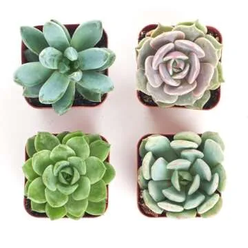 Shop Succulents Rosette Succulent Plant Pack Collection - Mini Live Succulents