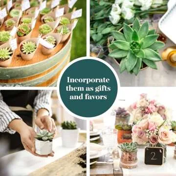 Shop Succulents Rosette Succulent Plant Pack Collection - Mini Live Succulents