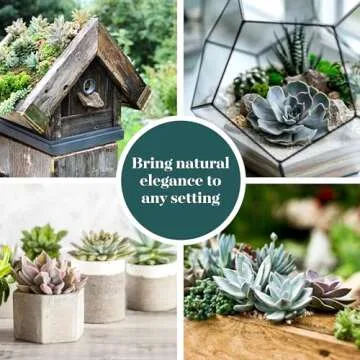 Shop Succulents Rosette Succulent Plant Pack Collection - Mini Live Succulents