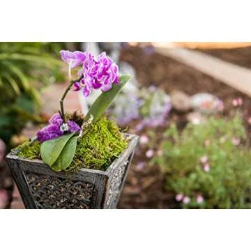 SuperMoss (21580) Sheet Moss Dried, Natural, 2 Ounce