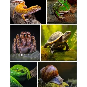 Imitation Rock Design Reptile Water Dish for Small Pets