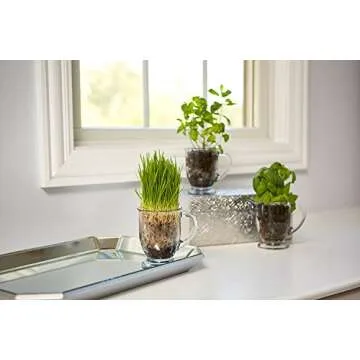 Anchor Hocking 16 oz Cafe Mug Set of 4 - Durable Glass