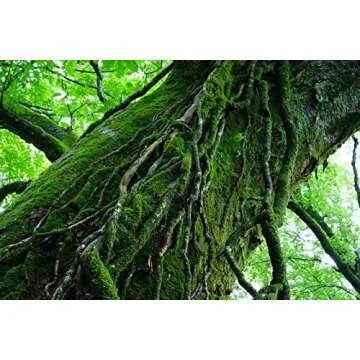 SONY 55mm F1.8 Sonnar T FE ZA - Compact Prime Lens