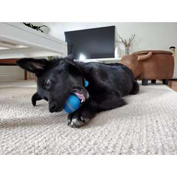 BarxBuddy Busy Ball Interactive Cat & Dog Toy - (Heavy Duty - Incredibly Durable & Peppy) Automatic & Self Rolling Wicked Pet Ball for Hard Surfaces - 3 Interactive Speeds - Rechargeable