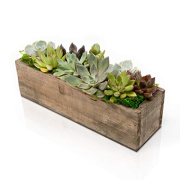 Stunning Hallmark Succulent Garden in 10-Inch Planter