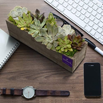 Stunning Hallmark Succulent Garden in 10-Inch Planter