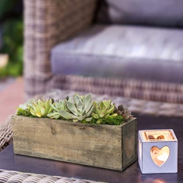 Stunning Hallmark Succulent Garden in 10-Inch Planter