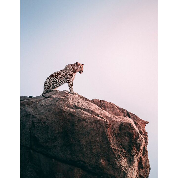 Endangered Species Dark Chocolate Bar 88% Cocoa - Premium Treat