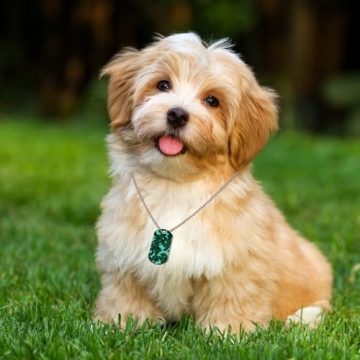 Saintrygo 24 Pcs Camouflage Dog Tags Party Favors