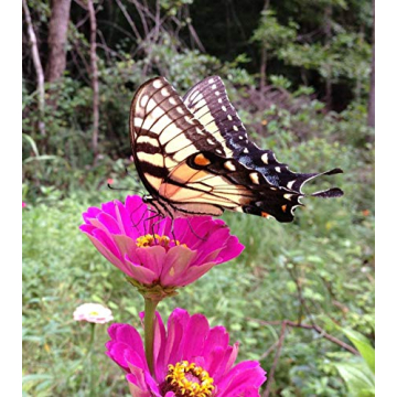 Backyard Safari Company Grow Gardens, Colors