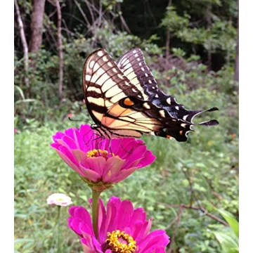 Backyard Safari Company Grow Gardens, Colors