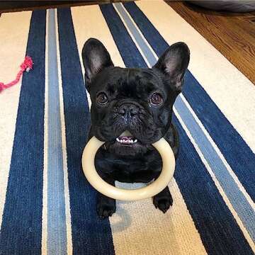 Nylabone Ring Bone Power Chew Toy for Dogs, Dog Toys for Aggressive Chewers, Original Flavor, Large ...