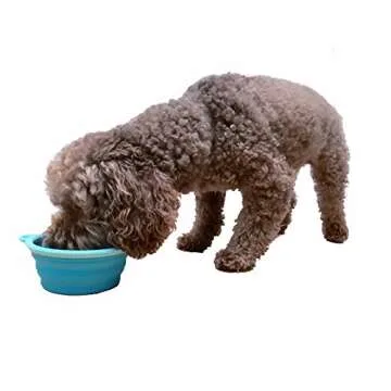 Prima Pets Collapsible Travel Bowl for Dogs and Cats