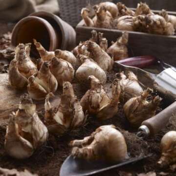 50 Large Assorted Pink Pride, Ice Follies, Unsurpassable, Barret Browning, Red Devon Trumpet, Daffodil Narcissus bulbs Blooms Mid Spring