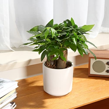 FOPAMTRI Matte White Ceramic Planter Pots for Plants