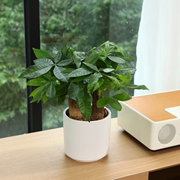 FOPAMTRI Matte White Ceramic Planter Pots for Plants
