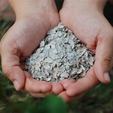 Little Farmer Oyster Sure Shell for Stronger Eggs