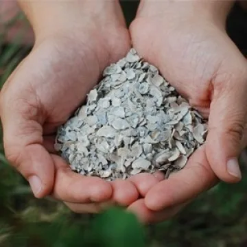 Little Farmer Oyster Sure Shell for Stronger Eggs