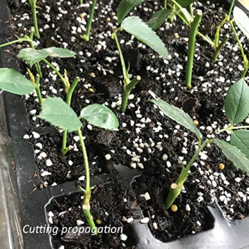 Gardzen 5-Set Seed Starter Tray Kits for Easy Gardening