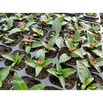 Gardzen 5-Set Seed Starter Tray Kits for Easy Gardening