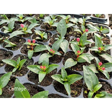 Gardzen 5-Set Seed Starter Tray Kits for Easy Gardening