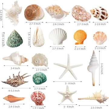 JQAQJU Sea Shells Mixed Beach Seashells for Crafting & Decor - 20 Unique Shapes, 1.5"-5.5" Sizes