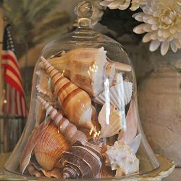 JQAQJU Premium Mixed Beach Seashells Collection - 20 Unique Shells