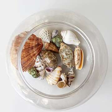 JQAQJU Premium Mixed Beach Seashells Collection - 20 Unique Shells